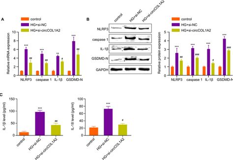 CircCOL1A2 Silencing Suppresses HG Induced HK 2 Cell Pyroptosis A