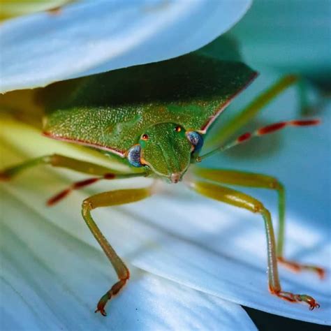 Shield Beetle Posted 29 Mar 2018 342pm This Shield Beetle Was Rescued