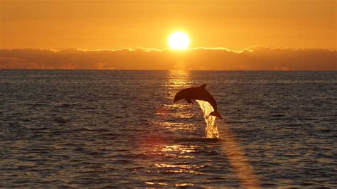 Embark On The Most Exciting Isle Of Palms Dolphin Tours East Islands