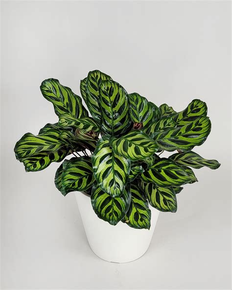 Peacock Calathea PlantVine