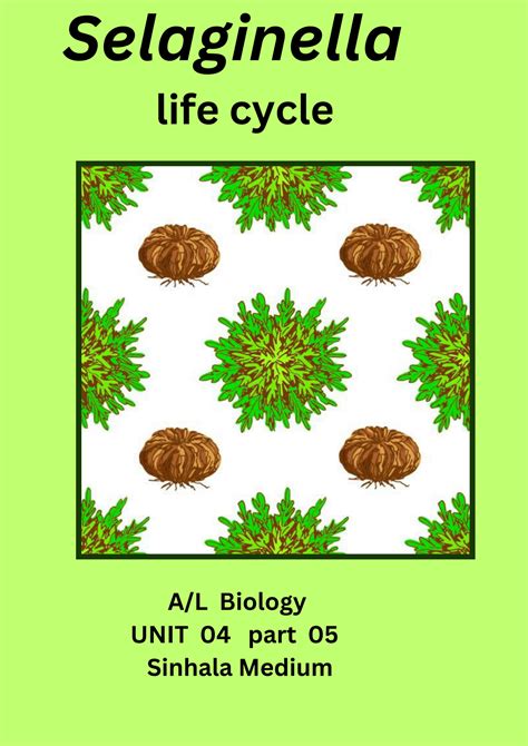 Solution Selaginella Life Cycle Studypool