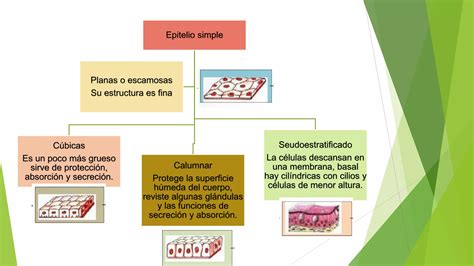 Nivel Tisular Ppt