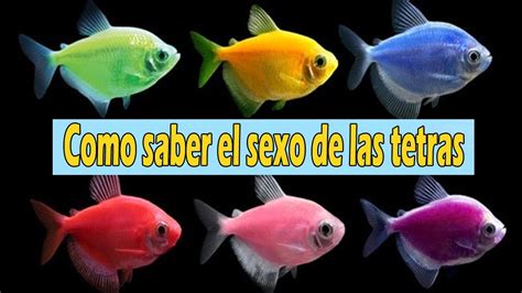 Como Saber El Sexo Del Pez Tetras Monjita O Transgénicas Youtube