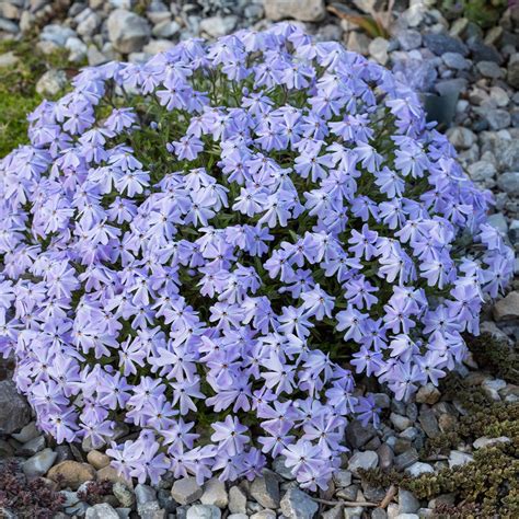 Phlox Subulata Emerald Cushion The Nunhead Gardener