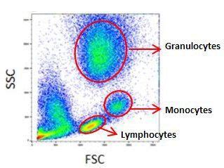 Flow Cytometry Gating Guide Bio Rad Flow Cytometry Medical