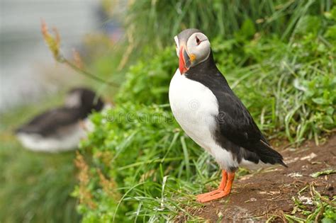 Atlantic Puffin Stock Image Image Of Ornithology Coastline 359618047