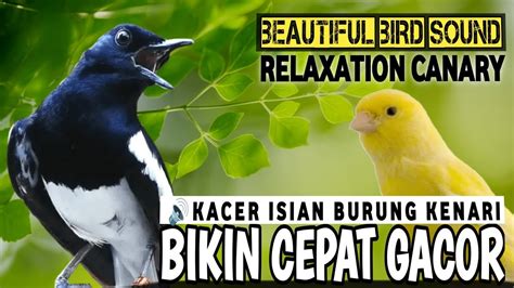 SUARA BURUNG KACER GACOR CANARY MASTERAN KACER GACOR FULL ISIAN