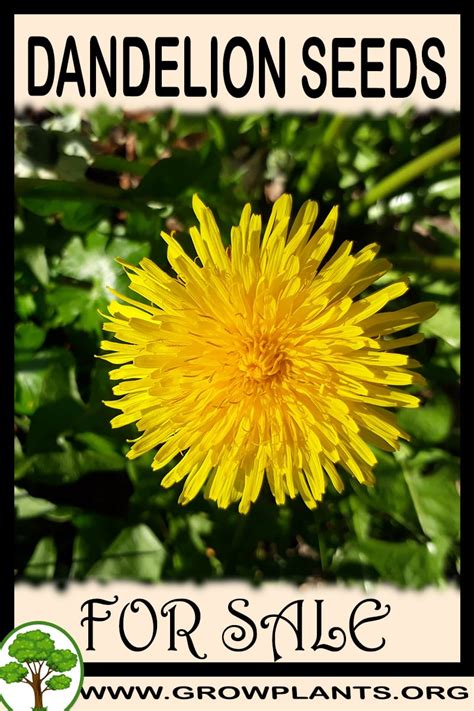 Dandelion seeds for sale - Grow plants