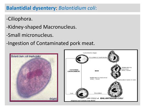 Ppt Stool Analysis Powerpoint Presentation Free Download Id2240623