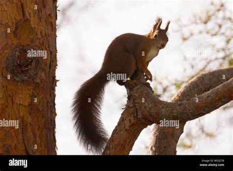 Eurasian red squirrel Stock Photo - Alamy