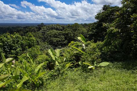 Tropical Lowland Rainforest, French Guiana, France Stock Image - Image ...