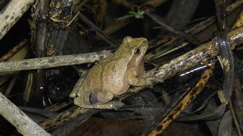 Frog Pond Fun | Music of Nature