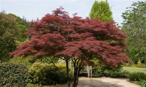 Acer Palmatum Atropurpureum Erable Du Japon Cartes De Cr Dit