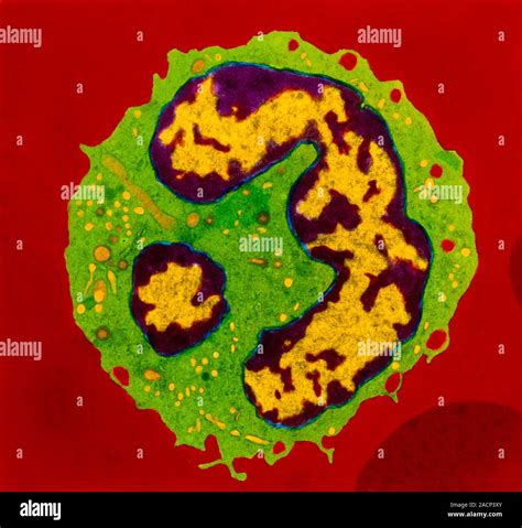 Granulocyte White Blood Cell Coloured Transmission Electron Micrograph