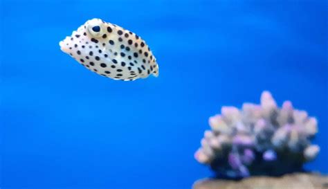 Una visita nocturna el acuario de Jerusalén permite al público ver las