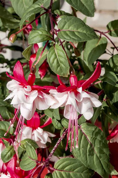 Are Fuchsia Plants Perennials Or Annuals Gardeners Path