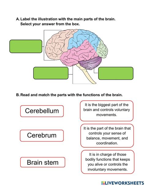 The Human Brain Parts Science Worksheets Worksheets Library