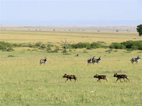 Viaje De Novios A Kenia Y Zanzibar Nyala Tours Blog Viajes