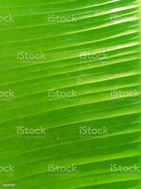 Closeup Banana Leaf Stock Photo Download Image Now Banana Leaf