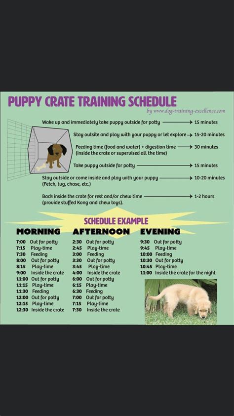 Puppy Daily Schedule Crate Stormselection