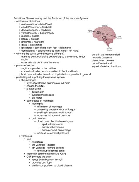 Lecture Behavioral Neuroscience Notes Functional Neuroanatomy