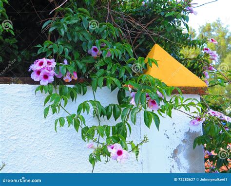 Bower Vine Pandorea Jasminoides Stock Image Image Of Climbing