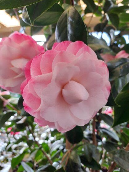 Camellia Nuccio S Pearl P Pini Res Des Vents