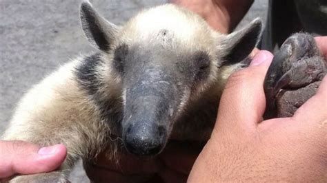 Un Oso Hormiguero Fue Encontrado Deambulando Por La Calles En La