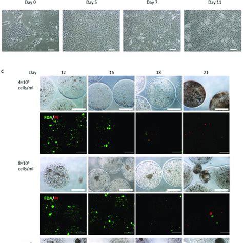 Production Of Iheps From Hipscs And Encapsulation As Single Cells A