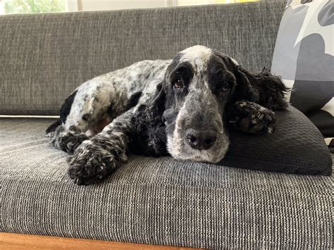 Andrew Weissmann on Twitter: "Ditto https://t.co/CigmgT42w7" / Twitter