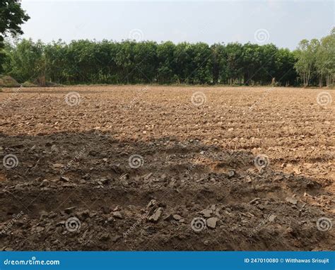 Tilling the soil stock photo. Image of soil, cassava - 247010080