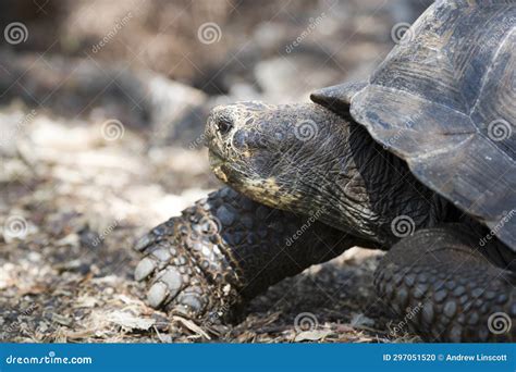 Dome Shaped Giant Tortoise Geochelone Elephantopus On Santa Cruz In