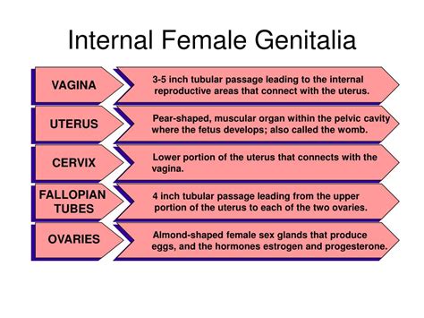 Ppt External Female Sex Organs And Reproductive Structures Powerpoint Presentation Id 5518261