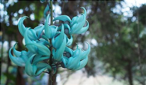 Rarest Flowers In The World Worldatlas