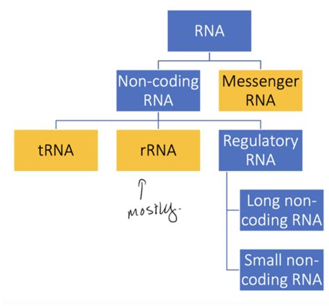 Rna Structure 3 Flashcards Quizlet