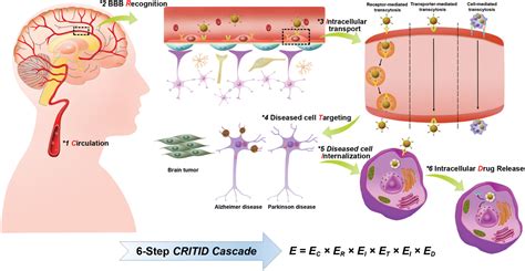 Rethinking Critid Procedure Of Brain Targeting Drug Delivery