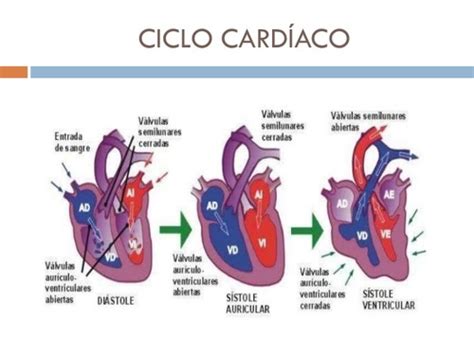 Ciclo Cardiaco Flashcards Quizlet