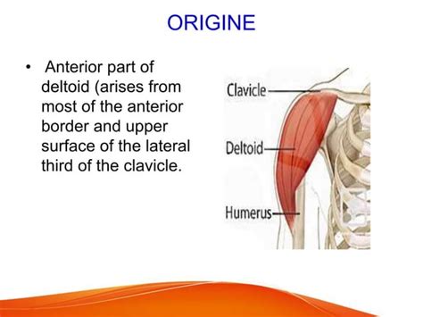 Deltoid Muscle Origin Insertion And Movement Ppt