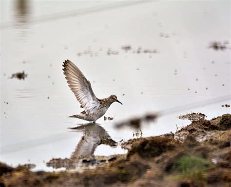 Sandpiper White Rumped Montrose Basin Species Database