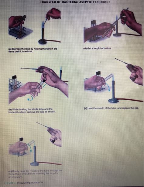 Solved 4 Transfer Of Bacteria Aseptic Technique H Were