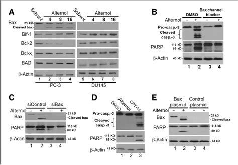 Bax Plays An Essential Role In Alternol Induced Apoptosis A Pc 3 And