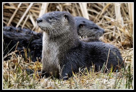 nature wildlife photography fm forums