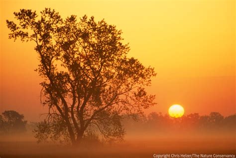 A Prairie Ecologist’s Perspective on Arbor Day | The Prairie Ecologist