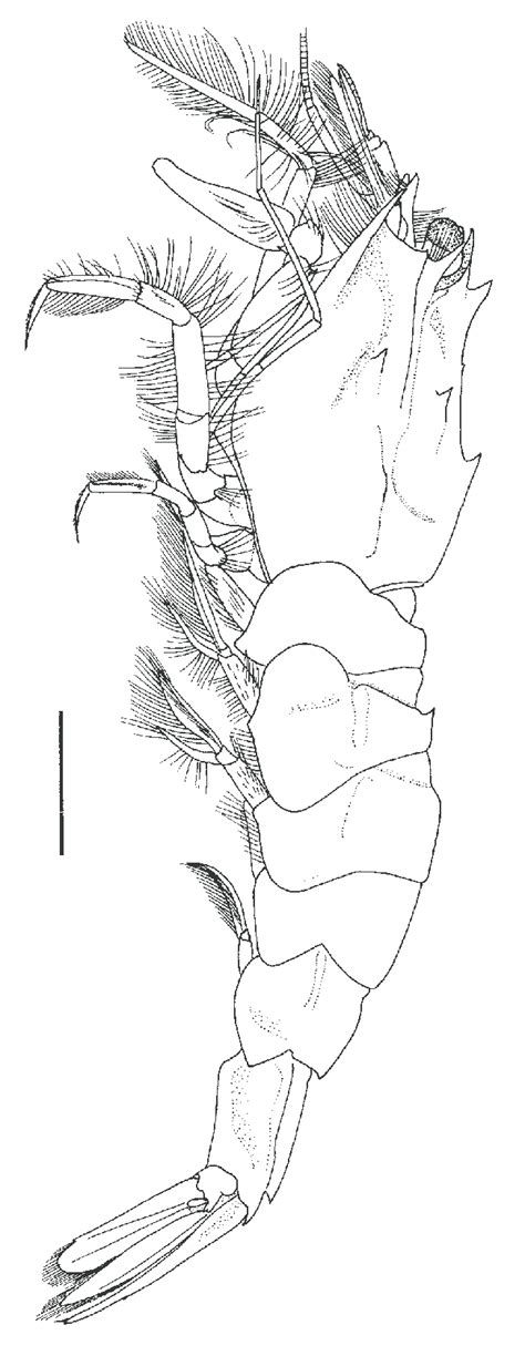 Metacrangon Spinidorsalis Sp Nov Holotype Female Cl 10 4 Mm Wam