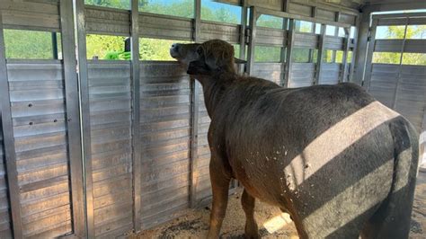 New From Pleasant Hill Video Of Phill The Water Buffalos Rescue