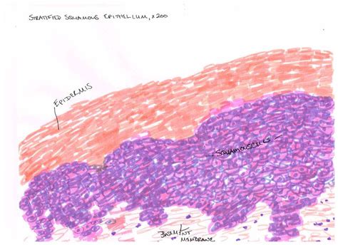 Epithelial Tissue In Skin