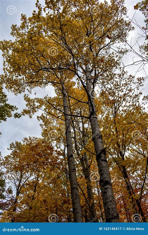 Tall Birch Trees Reaching For The Autumn Sky With Brilliant Fall Colors