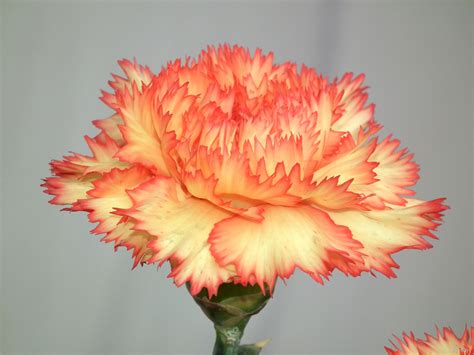 Yellow Orange Color Carnation Flower Carnation Flowers Orange 3654x2742 Wallpaper