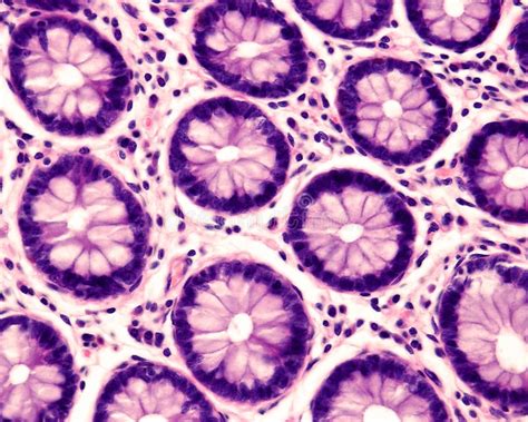 Goblet Cells Histology