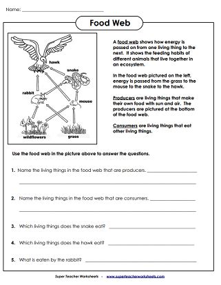 Food Chain Worksheets - Worksheets Library